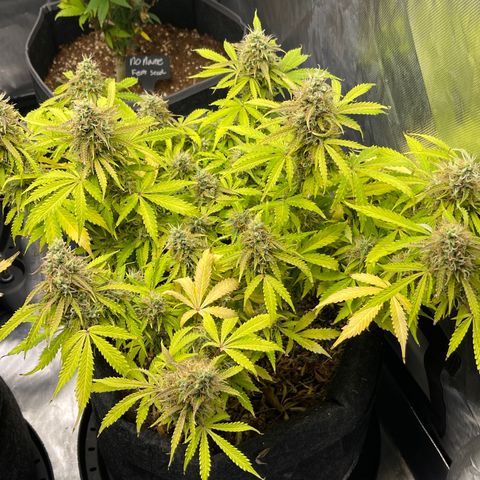 Jack Herer Auto growlog timeline photo
