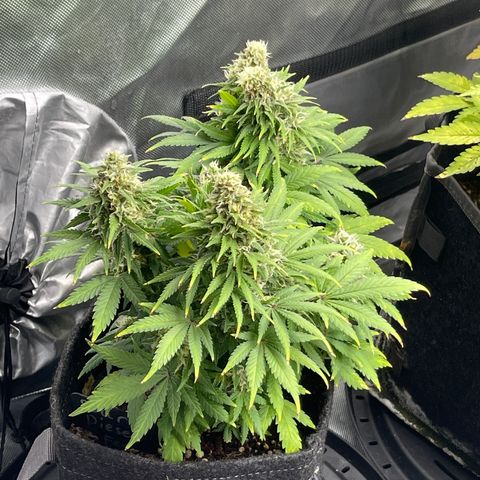 Sour Diesel #2 growlog timeline photo