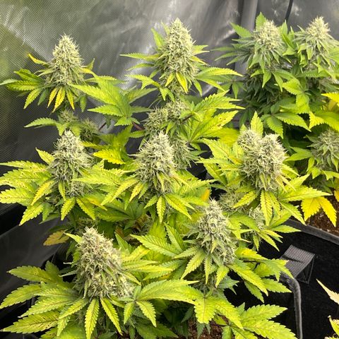 Space Cookies growlog timeline photo
