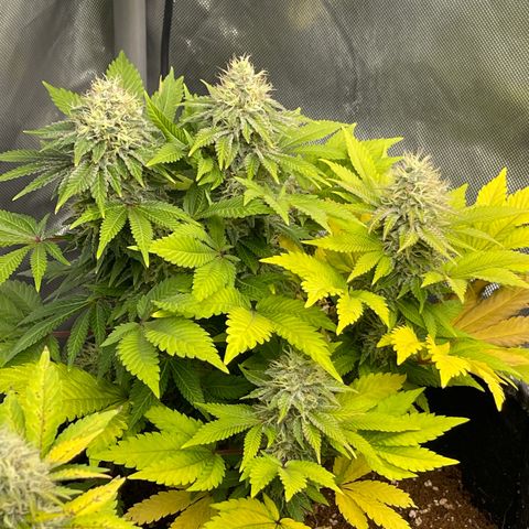 Space Cookies growlog timeline photo
