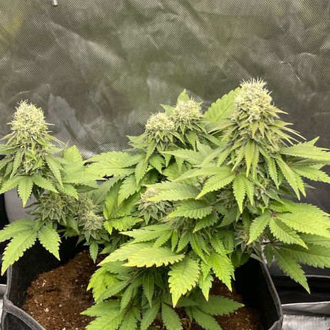 Space Cookies growlog timeline photo