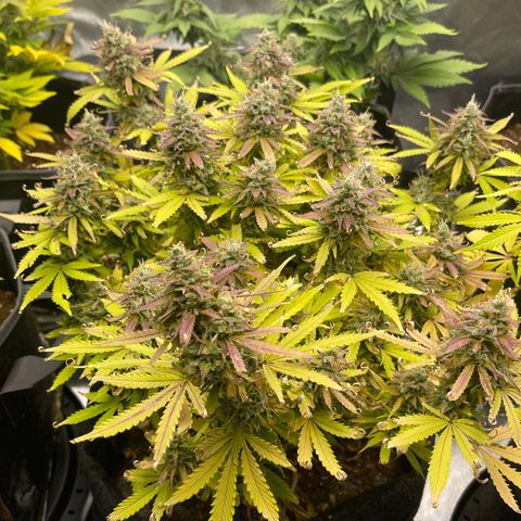 Jack Herer Auto growlog timeline photo
