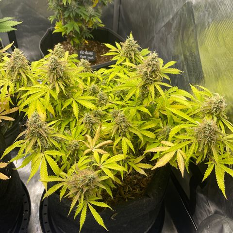Jack Herer Auto growlog timeline photo