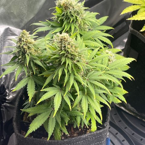 Sour Diesel #2 growlog timeline photo