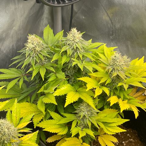 Space Cookies growlog timeline photo