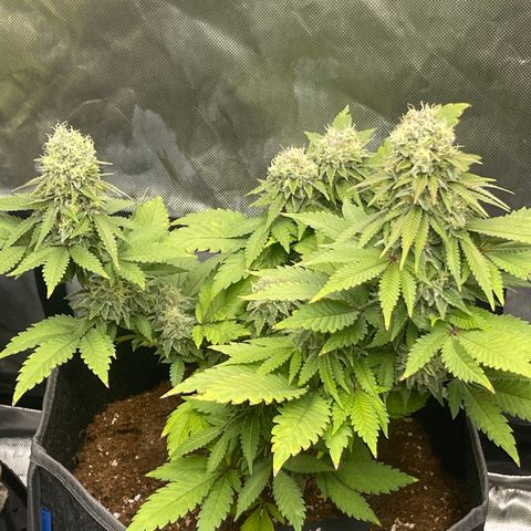 Space Cookies growlog timeline photo
