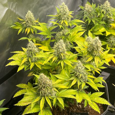 Space Cookies growlog timeline photo