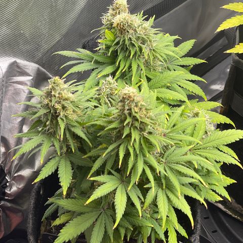 Sour Diesel #2 growlog timeline photo
