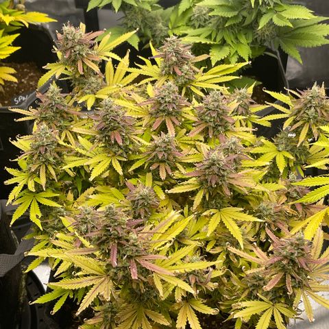Jack Herer Auto growlog timeline photo