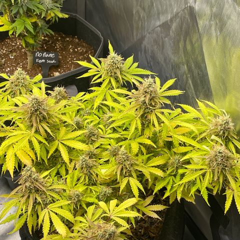 Jack Herer Auto growlog timeline photo