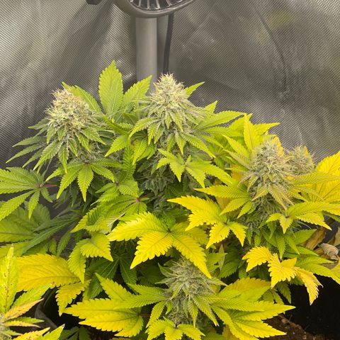 Space Cookies growlog timeline photo