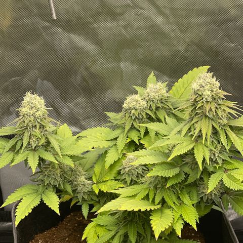 Space Cookies growlog timeline photo