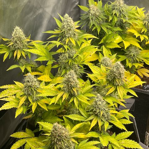 Space Cookies growlog timeline photo