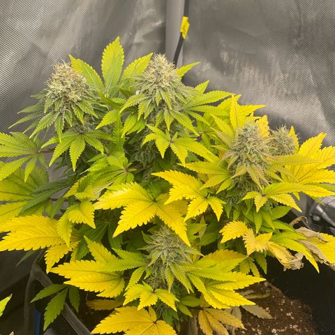 Space Cookies growlog timeline photo