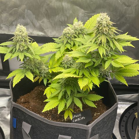 Space Cookies growlog timeline photo