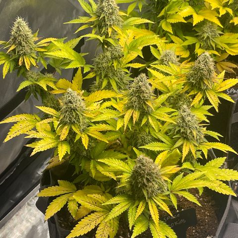 Space Cookies growlog timeline photo