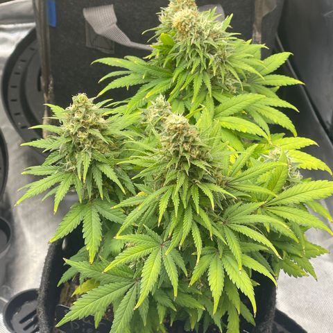Sour Diesel #2 growlog timeline photo