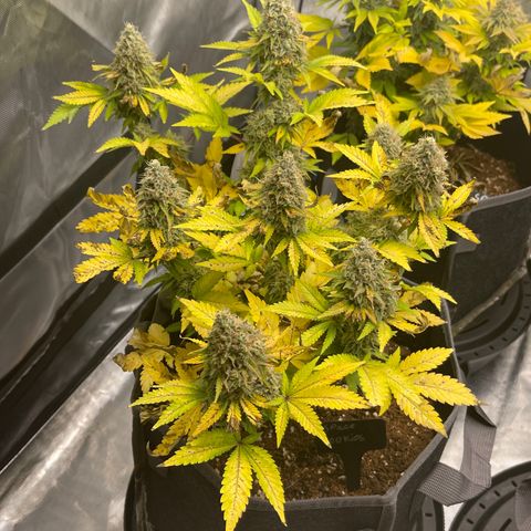 Space Cookies growlog timeline photo