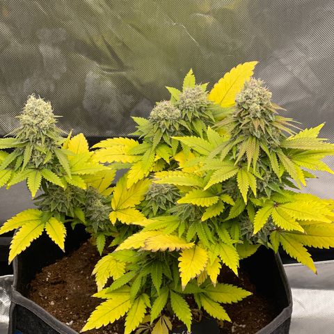 Space Cookies growlog timeline photo