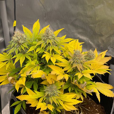 Space Cookies growlog timeline photo
