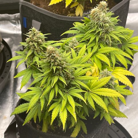 Sour Diesel #2 growlog timeline photo