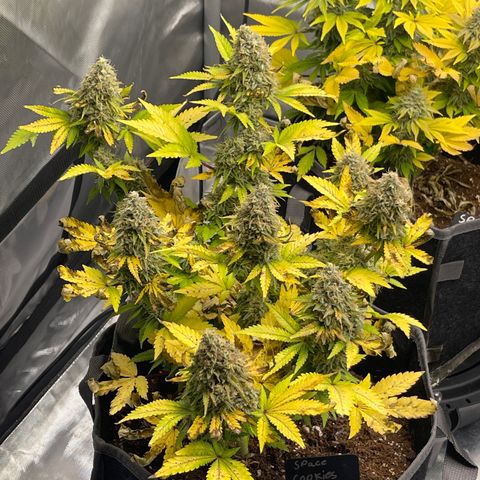Space Cookies growlog timeline photo
