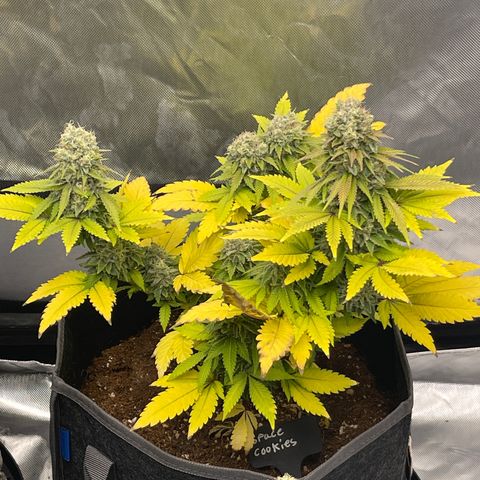 Space Cookies growlog timeline photo