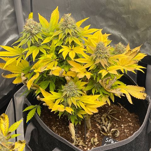 Space Cookies growlog timeline photo