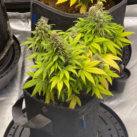 Sour Diesel #2 growlog timeline photo