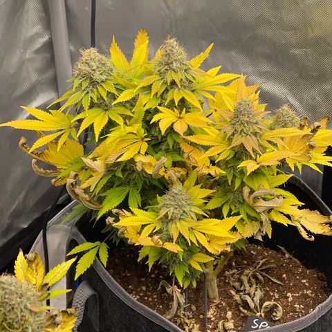 Space Cookies growlog timeline photo