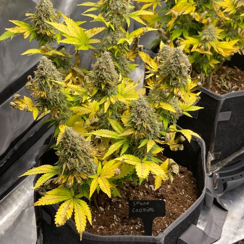Space Cookies growlog timeline photo