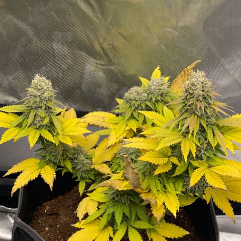 Space Cookies growlog timeline photo