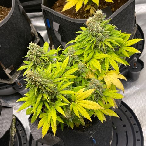 Sour Diesel #2 growlog timeline photo