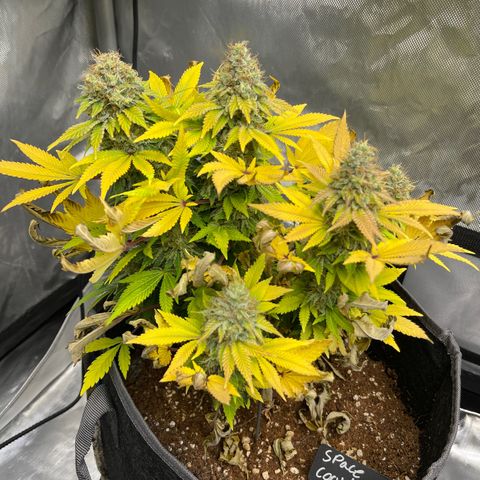 Space Cookies growlog timeline photo