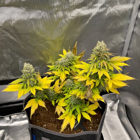 Space Cookies growlog timeline photo