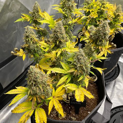 Space Cookies growlog timeline photo