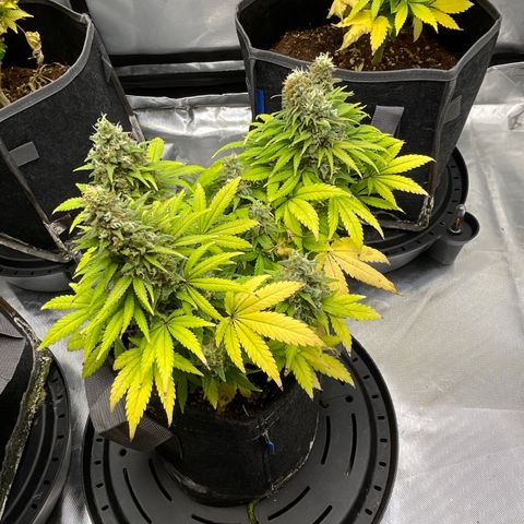 Sour Diesel #2 growlog timeline photo