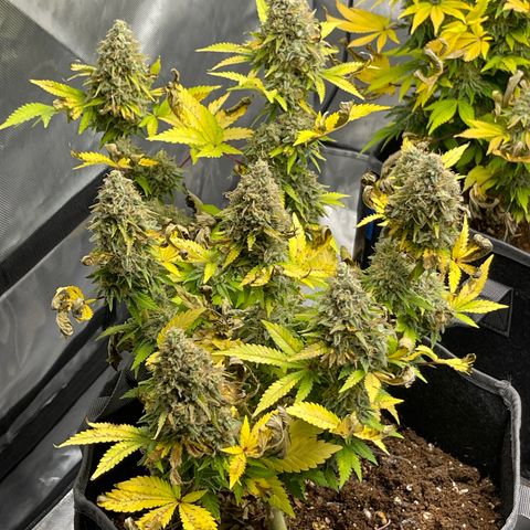 Space Cookies growlog timeline photo