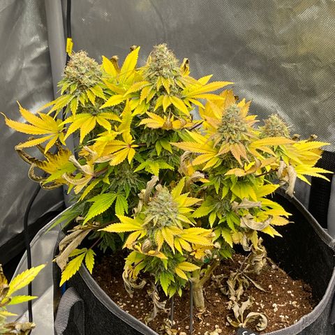Space Cookies growlog timeline photo