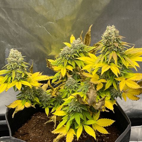 Space Cookies growlog timeline photo