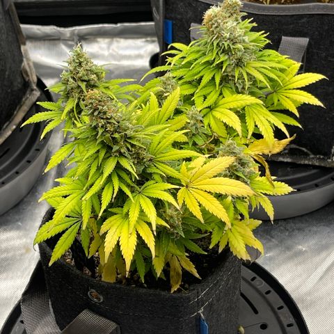 Sour Diesel #2 growlog timeline photo