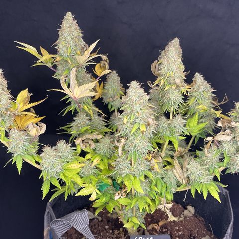 Space Cookies growlog timeline photo