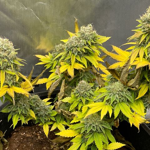 Space Cookies growlog timeline photo