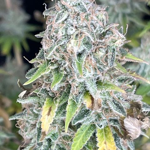 Space Cookies growlog timeline photo