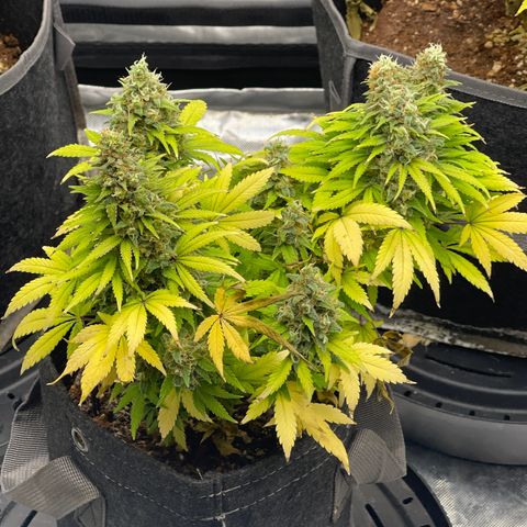 Sour Diesel #2 growlog timeline photo