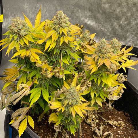 Space Cookies growlog timeline photo