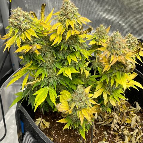 Space Cookies growlog timeline photo