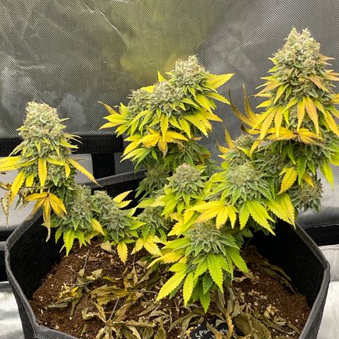 Space Cookies growlog timeline photo