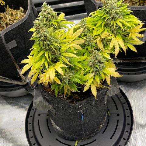 Sour Diesel #2 growlog timeline photo