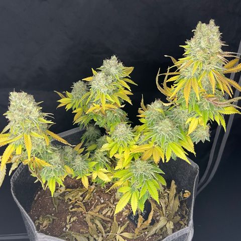 Space Cookies growlog timeline photo